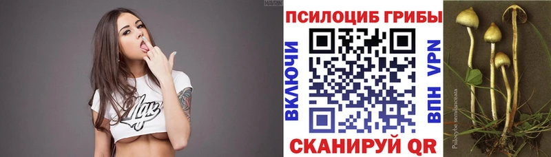Купить закладки  Жуков  Псилоцибиновые грибы ЛСД 